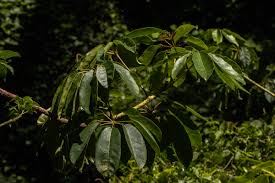 Image result for Astropanax