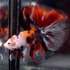 Betta Fish Betta Fish Ideas Bettafish Fishbetta Rare Live Betta Fish Big One Fancy Nemo Koi Halfmoon Hm Male 744 85 0 Betta Fish Koi Betta Betta