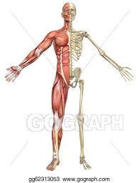 The human body is one of the most complex subjects for artists to illustrate. Stock Illustration Male Muscular Skeleton Split Front View Clipart Drawing Gg62313053 Gograph