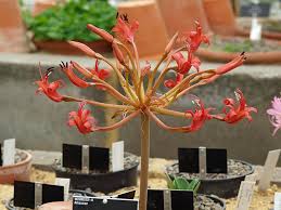 Image result for Brunsvigia