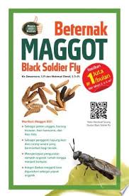 Maggot menjadi pasta maggot, tepung. Katalog Ebook Beternak Maggot Black Soldier Fly Buku Panduan Cara Beternak Kambing Ayam Dan Lainnya