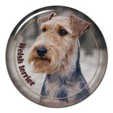 Image result for velšteriér