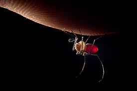 Heat up a spoon and apply to the bite. The Dos And Don Ts Of Mosquito Bites