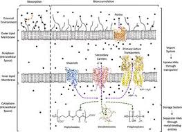 Frontiers Heavy Metal Removal By Bioaccumulation Using