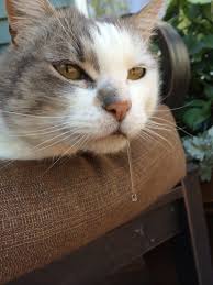 Cats are very attentive to their owner's moods so you might find your cat is more a thorough cat licking isn't always the most comfortable experience. Why Is My Cat Drooling See What S Normal Or If A Vet Is Needed