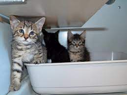 Schilddrüsenüberfunktion bei junger katze, hat jemand erfahrung damit? Hannover Das Tierheim Hat Ein Katzen Problem