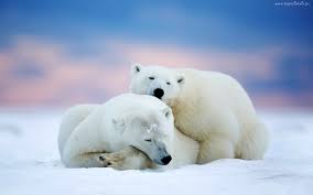 Dwa, Niedźwiedzie, Polarne, Śnieg | Cute polar bear, Polar bear wallpaper,  Polar bear