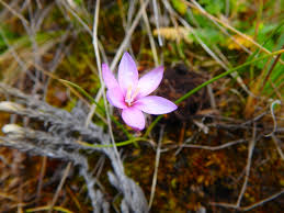 Image result for Hesperantha petitiana
