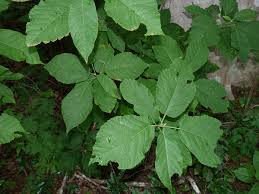 Image result for Mildbraedia carpinifolia