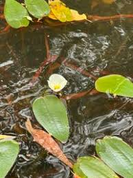 Image result for Ottelia kunenensis