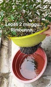 Rendam dalam air selama 3 hari, akar baru akan keluar.3. Cara Tanam Kesum Paling Mudah Guna Keratan Batang Tak Perlu Tanah Baja 2 Minggu Dah Rimbun