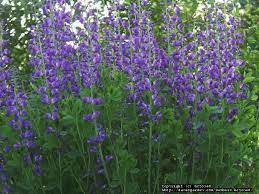 Google Image Result For Http Pics Davesgarden Com Pics 2002 05 23 Hczone6 A1f Wild Indigo Baptisia Australis Indigo Plant