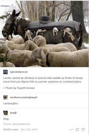 Nature Is Beautiful Naturalism Nature Is Beautiful World S Largest Collection Of Cat Memes And Other Animals Funny Animals Cute Funny Animals Funny Cute