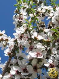 Leptospermums are close relatives of myrtle, with similar small evergreen leaves and a dense, bushy habit. Leptospermum Scoparium Bee Happy Plants