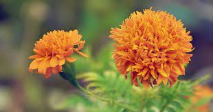 Pokok bunga tahi ayam atau juga dikenali sebagai bunga pagar (nama saintifik lantana camara) merupakan spesies tumbuhan berbunga dalam keluarga verbena, verbenaceae, yang berasal dari kawasan tropika amerika. Bunga Tahi Ayam Yang Berkhasiat Tinggi Langsiur