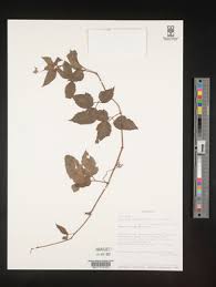 Image result for Ampelocissus multistriata