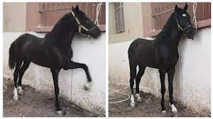 حصان اسود للبيع حصان عربي للبيع سبووق وطرب حصان مهرة البيع عربه
