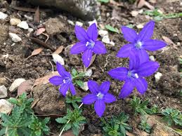 Image result for Wahlenbergia hookeri