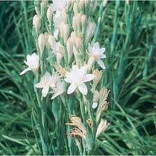 Image result for Polianthes tuberosa