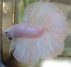 Elephant Ear Betta Tail Plakats Betta Fighter Fishes Male Female S Sale 9833898901 Betta Fish Betta Fish