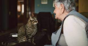 Quel type de litière chat est la plus performante : 5 Remedes De Grand Mere Pour Vous Debarrasser Efficacement Des Odeurs D Urine De Chat Pratique Wamiz