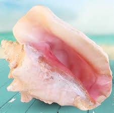 It is signed at bottom right mlle vallayer and may be one of three. Cheap Conch Shell Art Find Conch Shell Art Deals On Line At Alibaba Com
