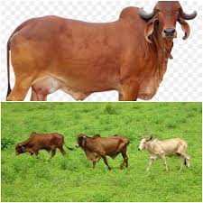 For domestic use, they are livestock for dairy products, such as milk, cream, cheese and butter. Gir Cow Milk Per Day Gir Cow Price Gir Cow Facts Agri Farming