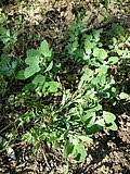 Image result for Chenopodium opulifolium