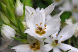 Image result for Ornithogalum