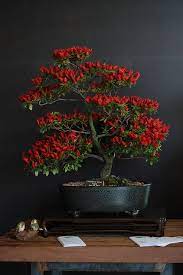 Having multiple trees like this housed within the same place and area is not uncommon. Red Flowered Bonsai Bonsai Tree Bonsai Plants Japanese Bonsai