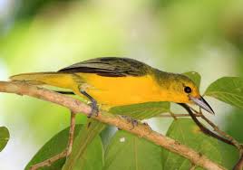 Di indonesia, burung ini dikenal dengan berbagai sebutan seperti burung kunyit kecil, cito, cipo, cipeuw, sirtu, sirpu, cipoh, dan kělichap kunyét. Berbagai Spesies Cipow Yang Ada Di Dunia Cipman Com