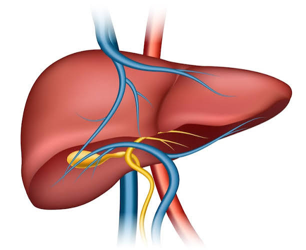 Liver