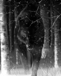 Black Wolf Animals Cuteanimals Scary Wolf Black Wolf Wolf Spirit Animal