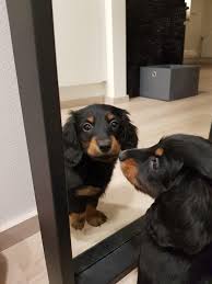 They are filled with natural white undied wool. My New Dachshund Puppy Likes To Watch Herself On Mirror Http Ift Tt 2sv1rha Dachshund Puppy Miniature Dachshunds Cat Day