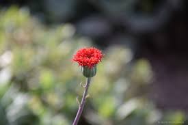 Image result for Kleinia grantii