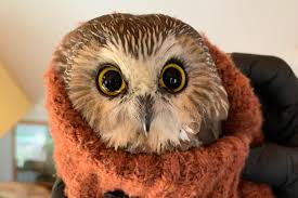 Cartoon scene with owl in the tree hole in the forest reading book illustration. Tiny Owl Rescued From Rockefeller Center Christmas Tree That Traveled 170 Miles To Nyc