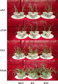 Plant cell walls plant cell walls have a large role in plant growth and development. Growth Photosynthesis And Nutrient Uptake In Wheat Are Affected By Differences In Nitrogen Levels And Forms And Potassium Supply Scientific Reports