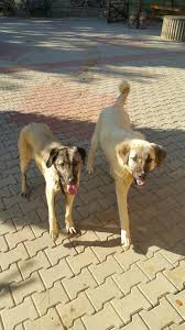 Kangal Yavrulari 7 Aylik Ale