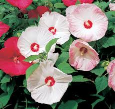 Image result for Hibiscus noldeae