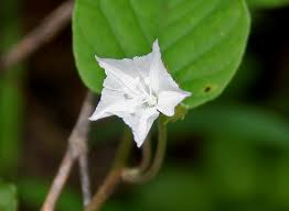 Image result for Jacquemontia paniculata
