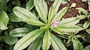Surprisingly, the growing and harvesting of ginseng root has become more difficult due to many laws and regulations regarding wild ginseng's possible extinction. Panax Ginseng Noage