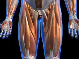 Angled thigh pads braces legs so lats can be isolated Pulled Quad Symptoms Treatment And Recovery Time