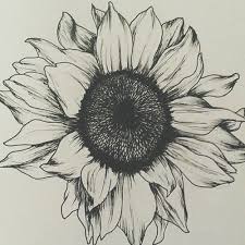 Sketch pen and ink vintage sunflower illustration, draft silhouette drawing, black isolated on white background. Gallery For Tumblr Sunflowers Drawing Sunflower Drawing Sunflower Tattoos Sunflower Tattoo