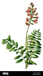 Image result for Crotalaria onobrychis