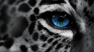 1313 kitten hd wallpapers and background images. Beautiful Wild Animals Wallpapers High Resolution Wallpaper Animals 1920x1080 Download Hd Wallpaper Wallpapertip