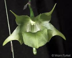 Image result for Aeranthes africana
