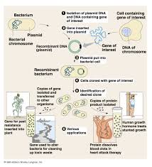 Methods have been developed for cloning. 3 5 Genetic Modification And Biotechnology Sl Hl 1 Biology 7 Ferguson