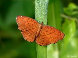 Ariadne Name Meaning, Origin, History, And Popularity | Momjunction