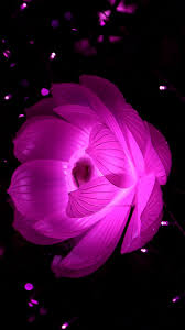 Check spelling or type a new query. Black And Purple Flower Wallpaper