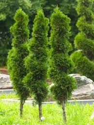Image result for Cupressaceae
